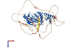 SENP3 Protein (AA 1-568) (His tag)