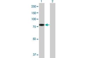 Western Blot analysis of EZR expression in transfected 293T cell line by EZR MaxPab polyclonal antibody.