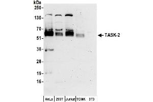 Western Blotting (WB) image for anti-Potassium Channel, Subfamily K, Member 5 (KCNK5) (AA 459-499) antibody (ABIN7449840)