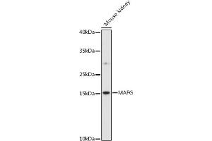 Western blot analysis of extracts of various cell lines, using MAFG antibody (ABIN7270895) at 1:1000 dilution. (Mafg Antikörper  (AA 1-162))