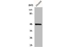 Western Blot analysis of COLO205 cells using MST-3 Polyclonal Antibody (STK24 Antikörper  (C-Term))