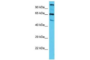 Western Blotting (WB) image for anti-Tubulin tyrosine Ligase-Like Family, Member 10 (TTLL10) (N-Term) antibody (ABIN2790879)
