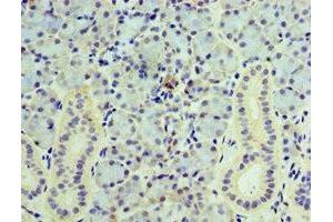 Immunohistochemistry of paraffin-embedded human pancreatic tissue using ABIN7175476 at dilution of 1:100 (VAMP3 Antikörper  (AA 1-80))