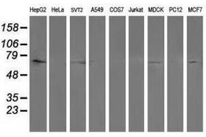 Image no. 2 for anti-Protein tyrosine Phosphatase, Non-Receptor Type 11 (PTPN11) antibody (ABIN1500499) (PTPN11 Antikörper)