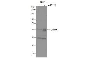 WB Image MMP10 antibody detects MMP10 protein by western blot analysis. (MMP10 Antikörper)