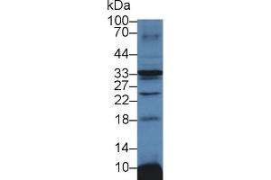 Detection of ATP1b3 in Mouse Heart lysate using Polyclonal Antibody to Sodium/potassium Transporting ATPase Subunit Beta-3 (ATP1b3) (ATP1B3 Antikörper  (AA 61-277))