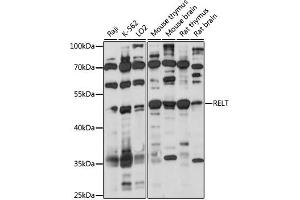 Western blot analysis of extracts of various cell lines, using RELT antibody (ABIN7269911) at 1:1000 dilution. (RELT Antikörper  (AA 26-162))
