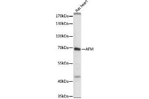 Western blot analysis of extracts of Rat heart, using AFM antibody (ABIN6290052) at 1:1000 dilution. (Afamin Antikörper)