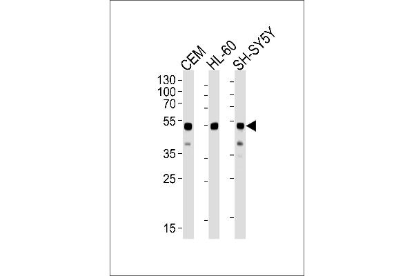 GATA3 antibody  (AA 1-444)