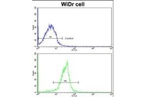 Flow cytometric analysis of widr cells using XPO1 Antibody (C-term)(bottom histogram) compared to a negative control cell (top histogram). (XPO1 Antikörper  (C-Term))