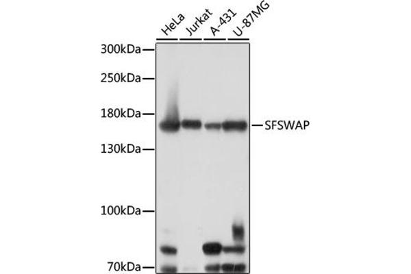 SFRS8 Antikörper  (AA 170-280)