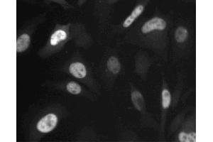 Immunofluorescent staining of HeLa (ATCC CCL-2) cells. (Cyclin A Antikörper  (AA 26-144))