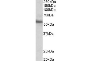 ABIN185550 (0. (ERG Antikörper  (C-Term))