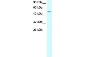 WB Suggested Anti-TFAP2D Antibody Titration: 2. (TFAP2D Antikörper  (C-Term))