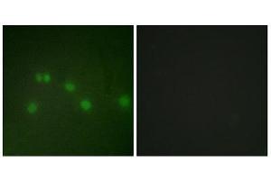 Immunofluorescence (IF) image for anti-Grr1p (GRR1) (N-Term) antibody (ABIN1849262) (Grr1p Antikörper  (N-Term))