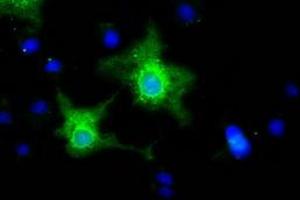 Immunofluorescence (IF) image for anti-Ephrin A2 (EFNA2) antibody (ABIN1497955) (Ephrin A2 Antikörper)
