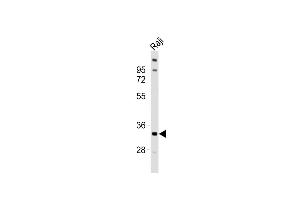 Anti-TNFRSF14 Antibody (C-term)at 1:1000 dilution + Raji whole cell lysates Lysates/proteins at 20 μg per lane. (HVEM Antikörper  (C-Term))