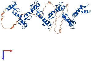 ZNF71 Protein (AA 1-489) (His tag)