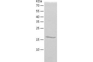 Western Blotting (WB) image for Ras Homolog Family Member G (RHOG) (AA 1-188) protein (His tag) (ABIN7124782) (RHOG Protein (AA 1-188) (His tag))