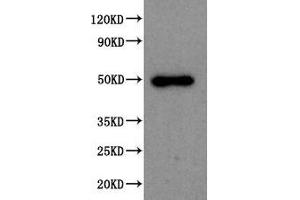 Western Blot Positive WB detected in: 293T whole cell lysate All lanes: SPOCK1 antibody at 1:2000 Secondary Goat polyclonal to rabbit IgG at 1/50000 dilution Predicted band size: 50 kDa Observed band size: 50 kDa (SPOCK1 Antikörper  (AA 290-435))