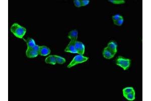 Immunofluorescent analysis of HepG2 cells using ABIN7152149 at dilution of 1:100 and Alexa Fluor 488-congugated AffiniPure Goat Anti-Rabbit IgG(H+L) (EIF3C Antikörper  (AA 201-500))