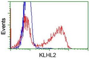 HEK293T cells transfected with either RC205347 overexpress plasmid (Red) or empty vector control plasmid (Blue) were immunostained by anti-KLHL2 antibody (ABIN2453209), and then analyzed by flow cytometry. (KLHL2 Antikörper  (AA 1-100, AA 494-593))
