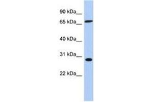 Image no. 1 for anti-Splicing Factor, Arginine/Serine Rich 7 (SFRS7) (C-Term) antibody (ABIN6744021) (SFRS7 Antikörper  (C-Term))