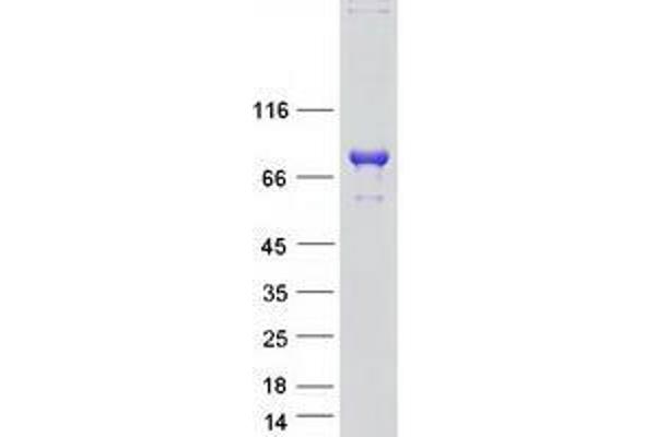 WEE2 Protein (Myc-DYKDDDDK Tag)