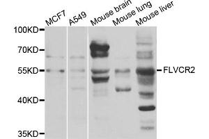 Western blot analysis of extracts of various cells, using FLVCR2 antibody.