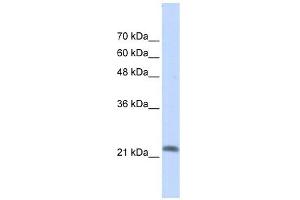 RASL10A antibody used at 1 ug/ml to detect target protein.