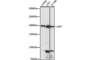 Western blot analysis of extracts of various cell lines, using KIF7 antibody (ABIN7268137) at 1:1000 dilution. (KIF7 Antikörper  (AA 1044-1343))