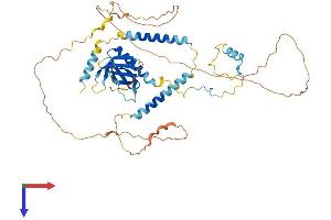 PLEKHO2 Protein (AA 1-490) (His tag)