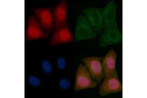 eIF4G1 Mouse Monoclonal Antibody staining Hela cells by IF/ICC.