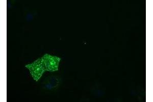 Immunofluorescence (IF) image for anti-Protein tyrosine Phosphatase, Receptor Type, E (PTPRE) antibody (ABIN1500508) (PTPRE Antikörper)