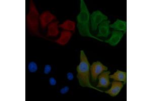 ABIN6258103 and ABIN6275535 staining Hela cells by IF/ICC. (PLK3 Antikörper  (Internal Region))