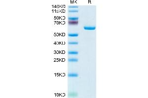 Mouse APOE/Apolipoprotein E on Tris-Bis PAGE under reduced condition. (APOE Protein (AA 19-311) (Fc Tag))