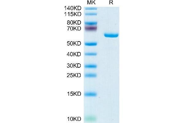 APOE Protein (AA 19-311) (Fc Tag)