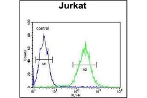 Flow Cytometric analysis of Jurkat cells using RPR1B Antibody (C-term) Cat. (RPRD1B Antikörper  (C-Term))