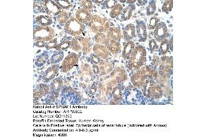 Human kidney (HSPBAP1 Antikörper  (C-Term))