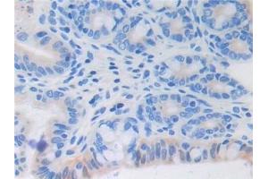 Immunohistochemistry (IHC) image for anti-Fibroblast Growth Factor 6 (FGF6) (AA 39-208) antibody (ABIN7430510)