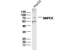HepG2 lysates probed with BMPER Polyclonal Antibody, Unconjugated  at 1:300 dilution and 4˚C overnight incubation. (BMPER Antikörper  (AA 501-600))