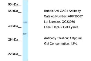 WB Suggested Anti-OAS1 Antibody Titration:  1 ug/ml  Positive Control:  HepG2 cell lysate (OAS1 Antikörper  (C-Term))