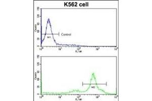 Flow cytometric analysis of K562 cells using CCT3 Antibody (Center)(bottom histogram) compared to a negative control cell (top histogram)FITC-conjugated goat-anti-rabbit secondary antibodies were used for the analysis. (CCT3 Antikörper  (AA 298-326))