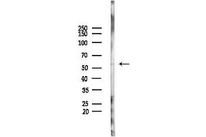 Western blot analysis of lysates from  cells(starvation,24h treatment), using LEF1 Antibody at 1/1000 dilution.