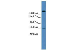 USP9X antibody used at 0.