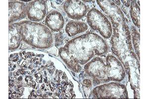 Image no. 12 for anti-Platelet/endothelial Cell Adhesion Molecule (PECAM1) antibody (ABIN1497246) (CD31 Antikörper)