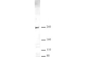 CHD2 pAb tested by Western blot. (CHD2 Antikörper  (C-Term))