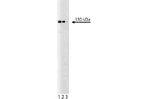 Western blot analysis of tomosyn on a rat cerebrum lysate. (STXBP5 Antikörper  (AA 910-1105))