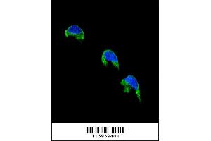 Confocal immunofluorescent analysis of CYP1A2 Antibody with 293 cell followed by Alexa Fluor 488-conjugated goat anti-rabbit lgG (green). (CYP1A2 Antikörper  (AA 255-282))