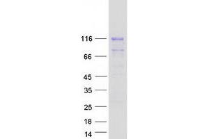 Validation with Western Blot (AMOTL2 Protein (Myc-DYKDDDDK Tag))